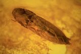 Fossil Fly (Diptera) And Beetle (Coleoptera) In Baltic Amber #109486-2